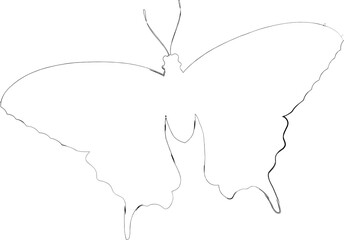 Butterfly drawing design nature insects.