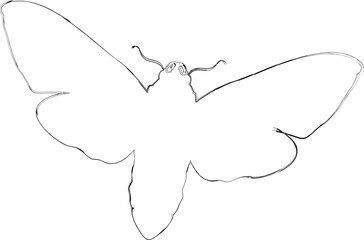 Butterfly drawing design nature insects.