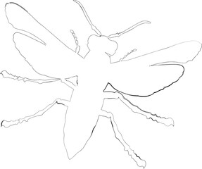Fly drawing design nature insects.