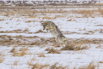 Coyote Pouncing on his meal