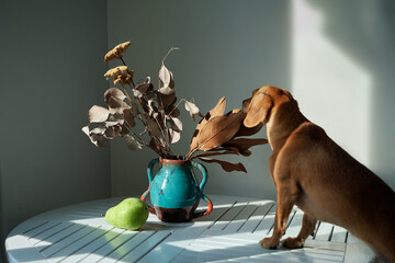 Cute funny dog at table in kitchen, dachshund looking for food, funny kawai puppy. diet, stylish...