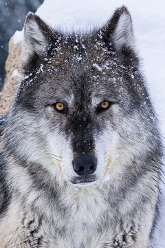 wolf in the snow