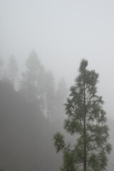 Foggy forest with a single pine in foreground. Mysterious forest landscape