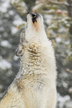 Wolf Howling in the Snow