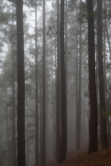 Foggy forest landscape with pines. Mysterious misty day