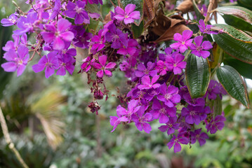 Purple flowers background. Purple glory tree or princess flower in bloom