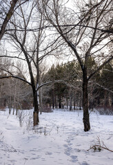 dry bare trees in a winter forest in the evening
