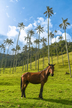 La vall&eacute;e de Cocora &agrave; Salento Quindio en Colombie
