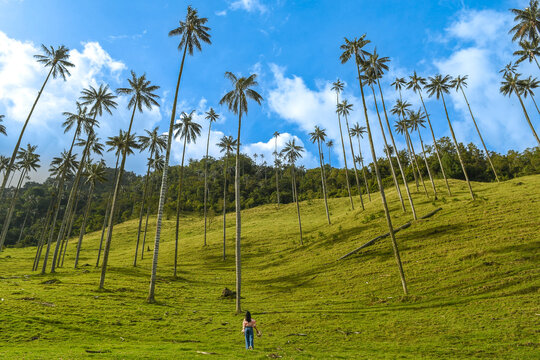 La vall&eacute;e de Cocora &agrave; Salento Quindio en Colombie