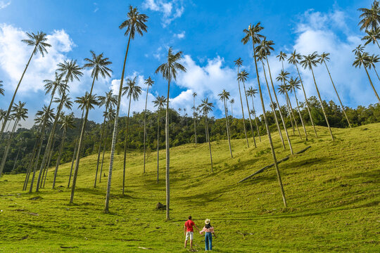 La vall&eacute;e de Cocora &agrave; Salento Quindio en Colombie