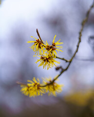 Yellow flowers in spring