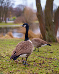 goose on the grass