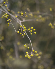 autumn leaves in the forest