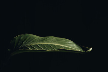 background image of a single tropical leaf on a black background

