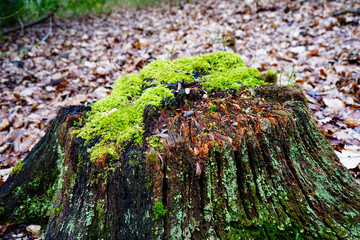 Close up of and old tree stump covered in moss