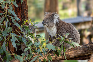 A fluffy koala (Phascolarctos cinereus) keeps close to its barely visible joey. Although sometimes called a koala bear, they are a marsupial found only in Australia...