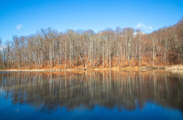 Late autumn forest trees reflected in water