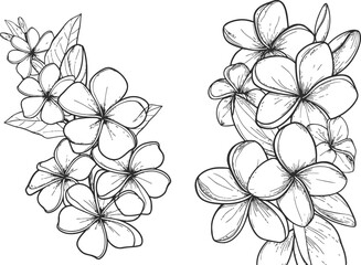 Plumeria flowers in continuous line art drawing style - obrazy, fototapety, plakaty