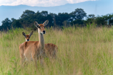 Portrait einer weiblichen Uganda Antilope mit Jungtier in grüner Graslandschaft
