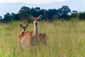 Portrait einer weiblichen Uganda Antilope mit Jungtier in grüner Graslandschaft