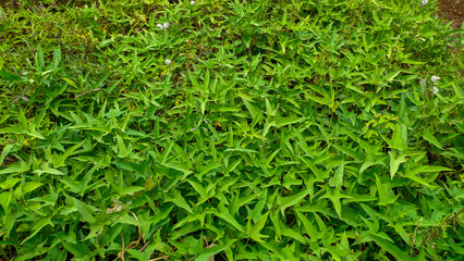 Fresh green leaves of sweet potato or Latin name Ipomoea batatas