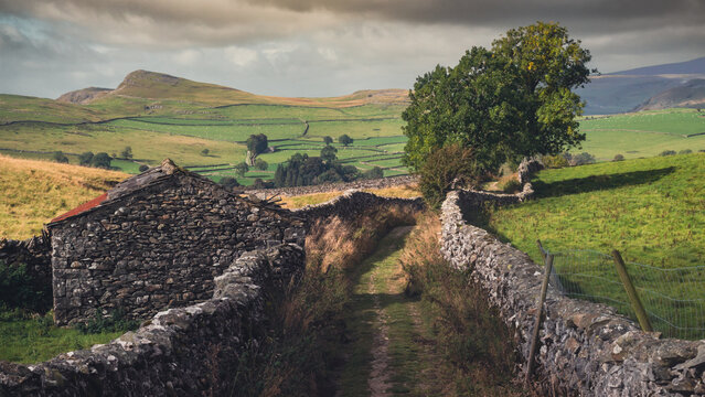 Wide view of a rolling green landscape in the picturesque Yorkshire Dales countryside in England, UK, with stone walls, trees and grazing sheep