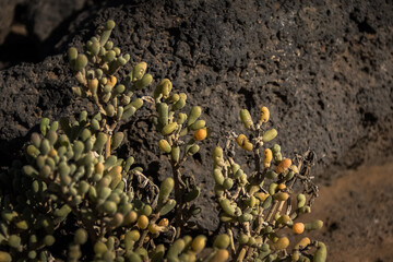 close up of a plant on the rock.