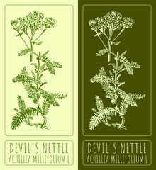 Vector drawings DEVIL'S NETTLE. Hand drawn illustration. Latin name ACHILLEA MILLEFOLIUM L.