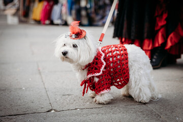 Dog in dress at carnival of Venice - 737301630