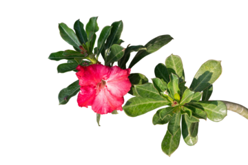 red flower and green leaves plant isolated