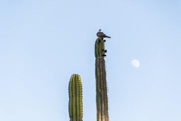Pigeon sitting on the cactus.