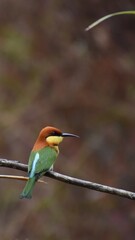kingfisher on branch