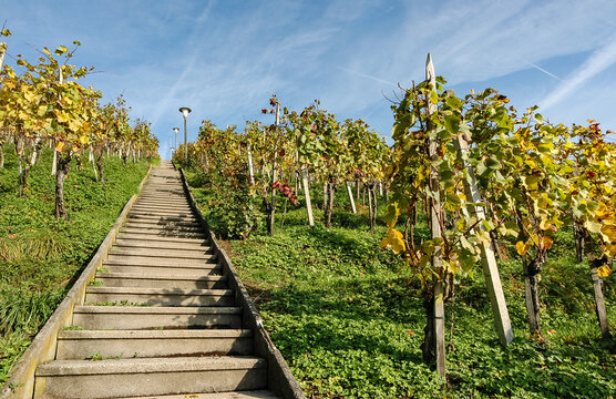 Treppe durch herbstlichen Reebberg