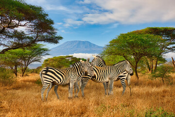 Fototapeta na wymiar Zebras und der Kilimandscharo im Tsavo West Nationalpark