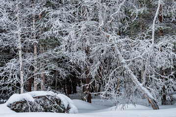 Birches and snow. Birches after snowfall. Snow on branches in forest. 