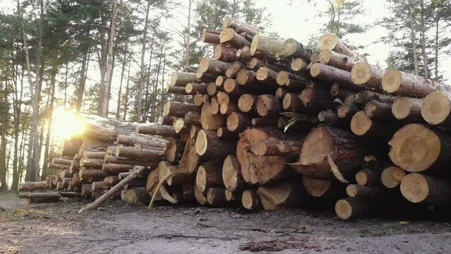 Felled bucked wood, timber. Lumber prepared for transport, lot of sawn log trunks lie in forest. Deforestation. Logging. Round ends of newly cut pine spruce trees. Sun rays. Protection of nature