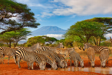 Zebras und der Kilimandscharo im Tsavo West Nationalpark