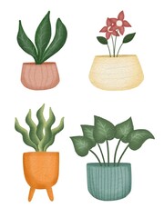 set of flowers house plants