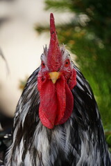 Hahn frontal