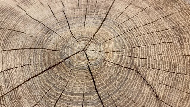 Wood surface of old tree cut with age annual lines rings, cracks, stump, macro, top view, texture.