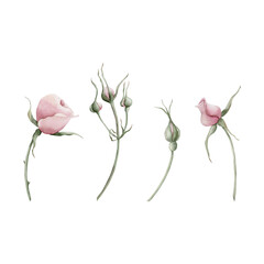 Set of pink rose hip flowers on stem and buds. Floral watercolor illustration hand painted isolated on white background