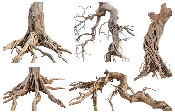collection of twisted tree roots, isolated on a transparent background