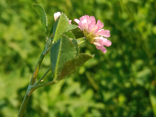 Flower of the trifolium resupinatum l or flower of the Persian clover in the garden