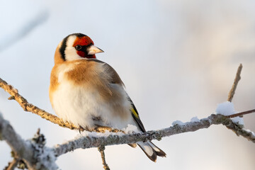 European goldfinch