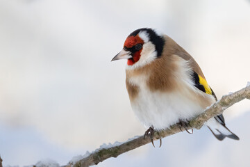 European goldfinch