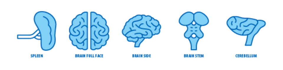 Cerebellum, Brain stem, Brain side, Brain full face, Spleen editable stroke outline icons set isolated on white background flat vector illustration. - obrazy, fototapety, plakaty