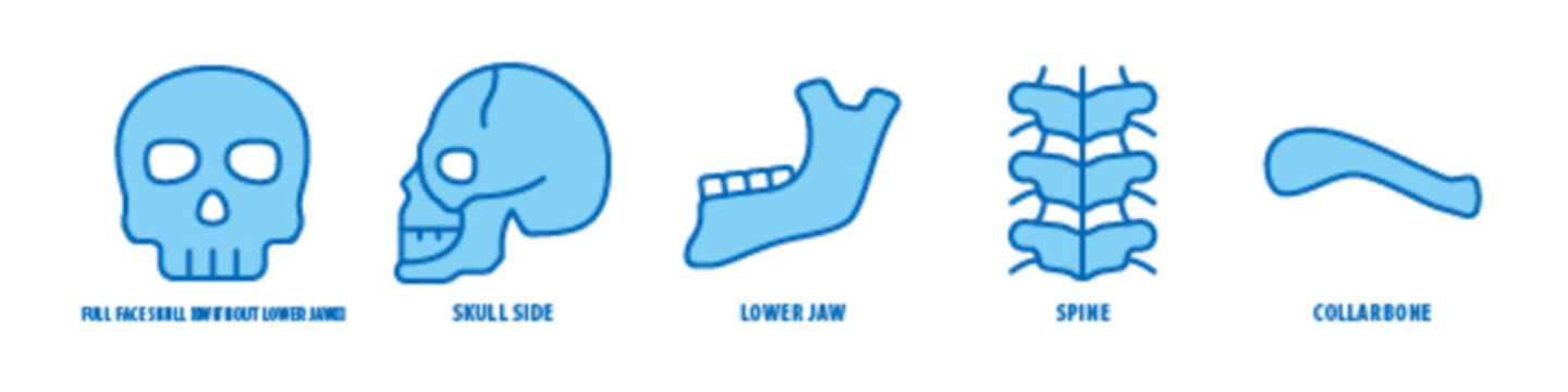 Collarbone, Spine, Lower jaw, Skull side, Full face skull (without lower jaw) editable stroke outline icons set isolated on white background flat vector illustration.