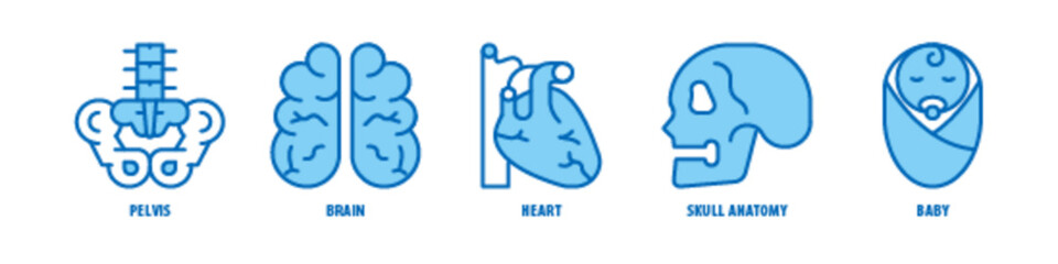 Baby, Skull Anatomy, Heart, Brain, Pelvis editable stroke outline icons set isolated on white background flat vector illustration.
