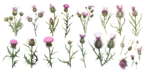 collection of wild thistles flowers, isolated on a transparent background - obrazy, fototapety, plakaty