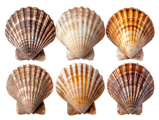 Obraz premium Cockle shells are isolated on a white background. The shell is clean of sea mud.